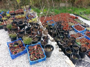 pots and trays