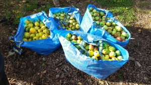 bags of apples