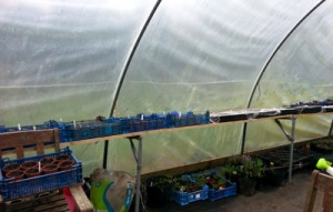 Polytunnel Feb 2