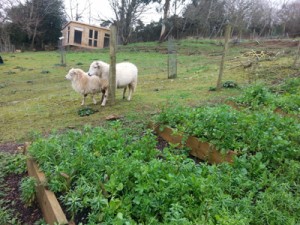 Wellbeing Garden 2